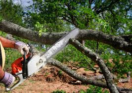 Best Root Management and Removal  in Dooms, VA